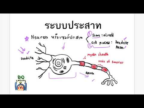 3 Neuron