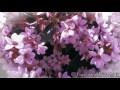 Bees Are Beautiful Richard Clayderman Lady In Red Short Version 