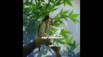 هيثم الدخين | سورة الحديد | يوم ترى المؤمنين والمؤمنات يسعى نورهم بين أيديهم | سكون .✨💖