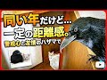 【奇跡の同居】カラスとおミルぽんの絶妙な距離感はどうなった？ 20260511、カラス＆四つ足クインテット（仮）