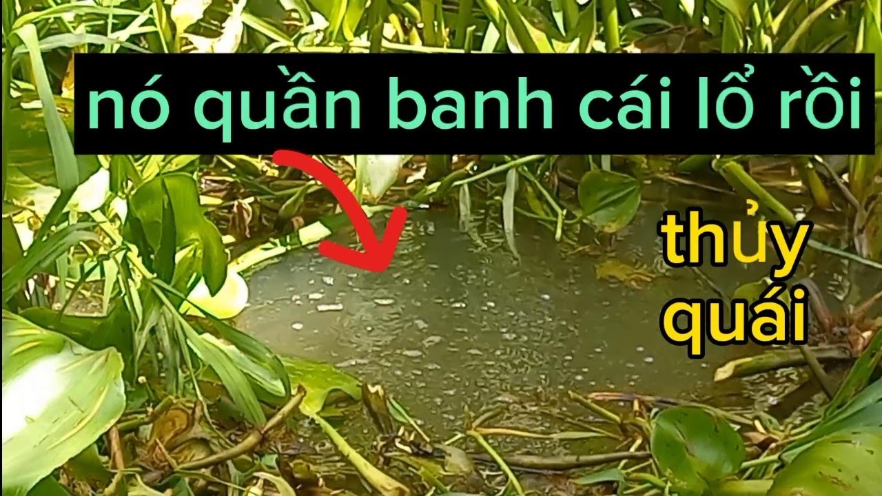 CÂU CÁ,Chạm Tráng Con Thủy Quái Gần 1M,Tại Khu Rừng AMAZON Thật Khủng Khiếp.Trung Miền Tây.T232