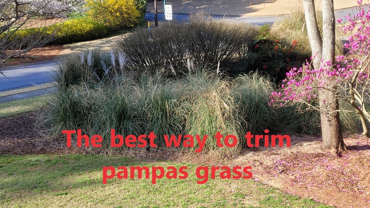 The best way to trim the Pampas Grass YouTube