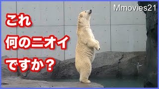 隣から何やらニオイがする　立ち上がるリラ Polar Bears