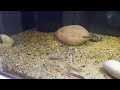 Julidochromis Ornatus Kafyoko