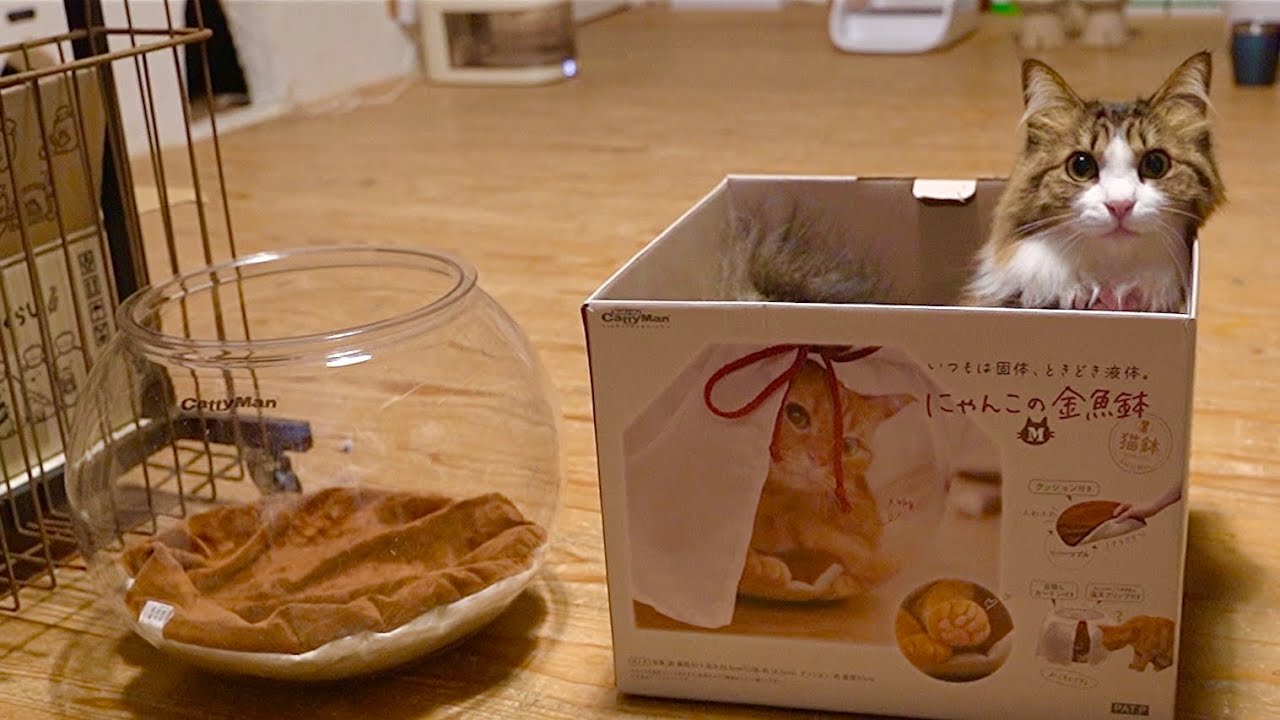 猫の誕生日にベッド貰ったけどそっちじゃない…