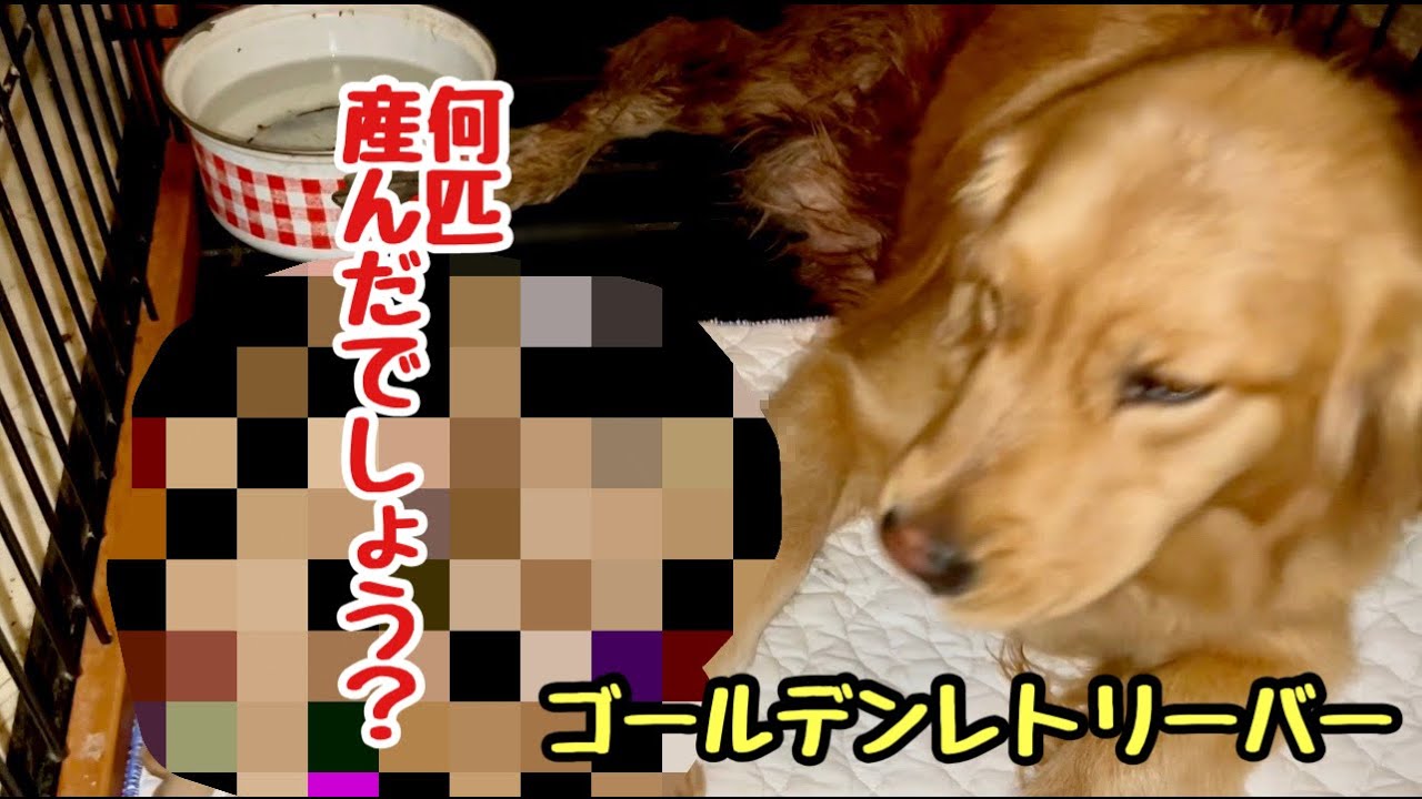 ゴールデンレトリーバーのローラが何匹出産したでしょう Youtube