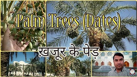 Dates | Palm Trees | खजूर के पेड़ | کھجور | Green Dates | DOHA - QATAR | ALAM The Vlogger