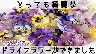 【フリルビオラ】完成したドライフラワーを取り出してみました！とっても綺麗な仕上がりで大満足♪#作業動画#ビオラ#ガーデニング#作家#かわいい