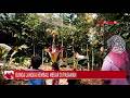 Bunga Langka Kembali Mekar Di Pasaman