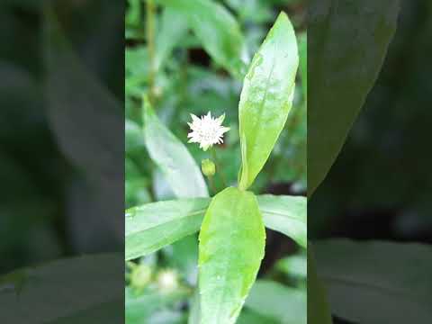 കട്ടിയോടെ ഇരട്ടി വേഗത്തിൽ മുടി വളർത്താം Kalonji Fenugreek hairpack for thick triple hair growth