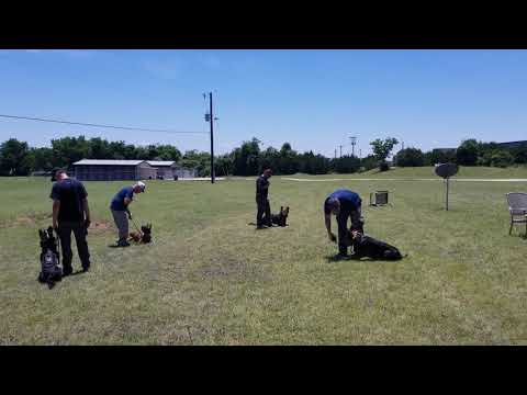 Muzzle acclimation