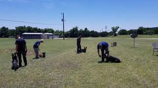 Muzzle acclimation