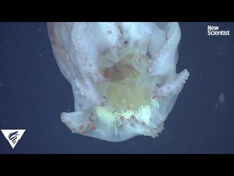 Giant octopus wears jellyfish cape