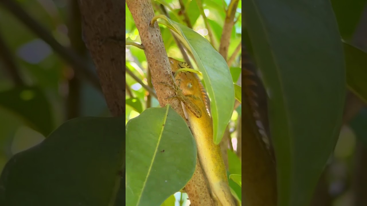 Nature VS garden lizard 