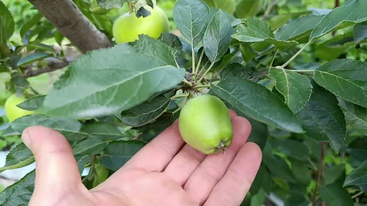 Искусственное управление ростом дерева с летней обрезкой . Эксклюзив.