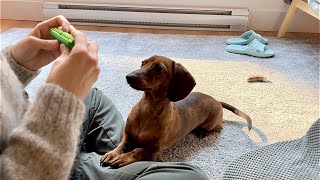 Mini dachshund reacts to a harmonica