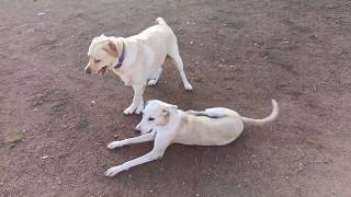 Friendship Between Street Dog And Pet Dog Playing Togetherlabby Labrador Labrador Retriever