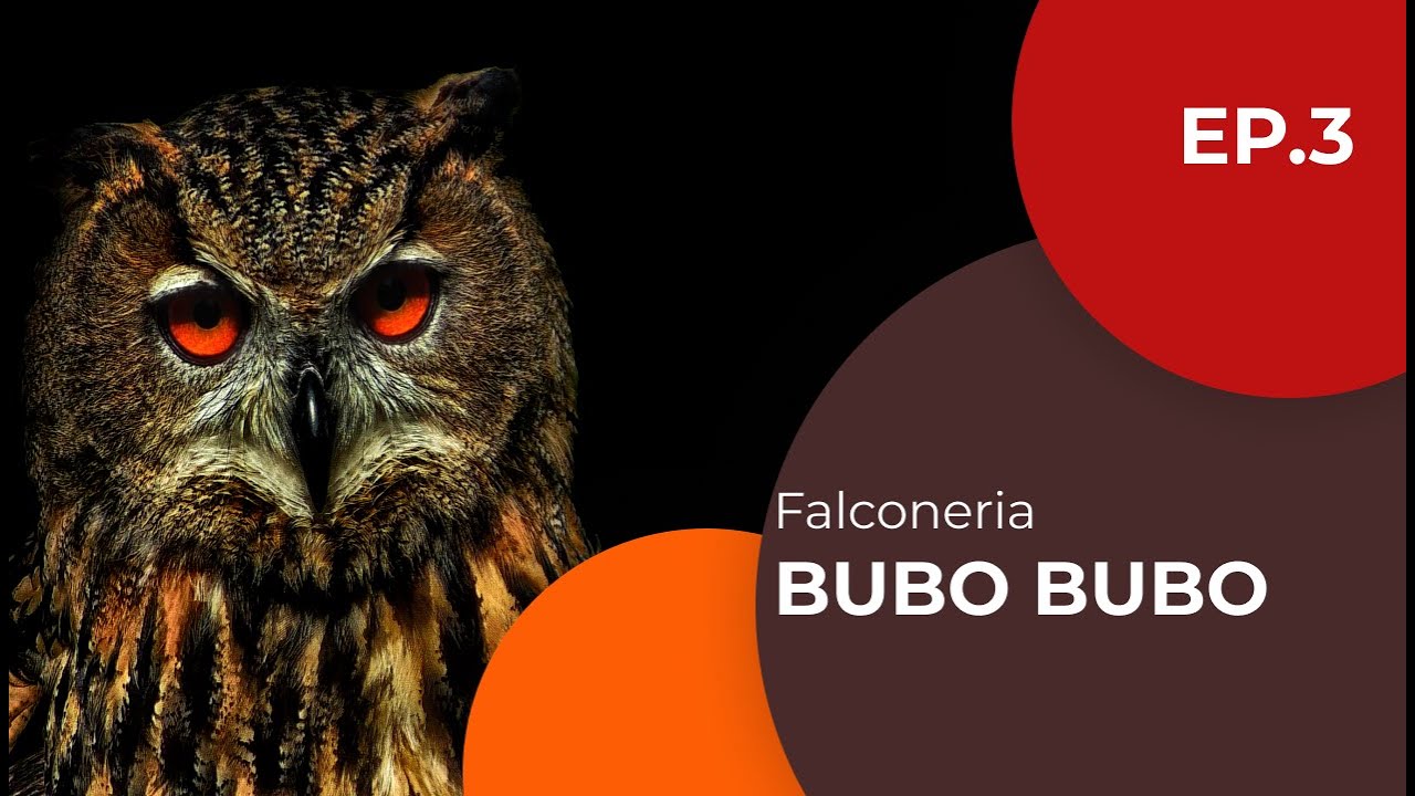 Bubo Bubo - Gufo reale - Falconeria ep. 3 - Sottotitolato
