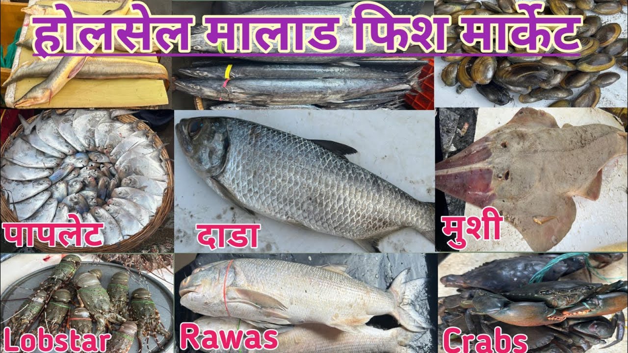 Mumbai Malad Wholesale Fish Market | Malad Wholesale Machhi Market | Wholesale Fish Market In Mumbai