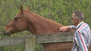 Helping veterans heal through horse therapy | On the Bright Side