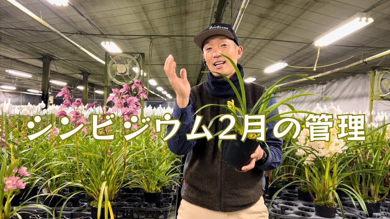 シンビジウム2月の管理〜園芸スタートの狼煙が上がる⤴️よー😁C‼︎〜