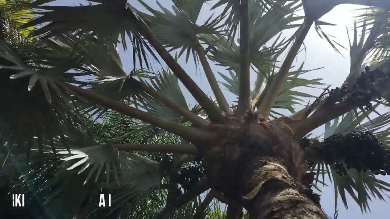 Palmy a Zahrady - Czech Republic - Botanical Garden - OASIS PARK -  FUERTEVENTURA - CANARY ISLANDS