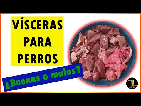 Video: ¿Pueden los perros comer vieiras?