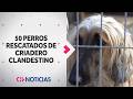 Rescatan a 50 perros víctimas de violencia e insalubridad en criadero ilegal de La Florida