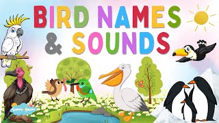 Birds Names and Sounds | Learn Birds Names | Learning Video for Kids