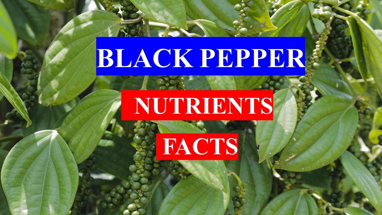 BLACK PEPPER Spice HEALTH BENEFITS , NUTRIENTS FACTS AND MEDICAL