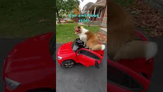 50 Tricks in 50 Days  Day 41 'Car'  Like & Subscribe on Cricket 'the sheltie' Chronicles