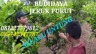 BUDIDAYA JERUK PURUT, POHON JERUK PURUT, HARGA JERUK PURUT,@AFFANBIBITPURWOREJO