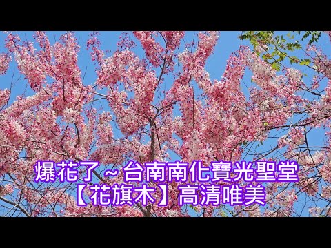 爆花了～台南南化寶光聖堂【花旗木】高清唯美