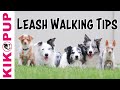 Loose Leash Walking TIPS