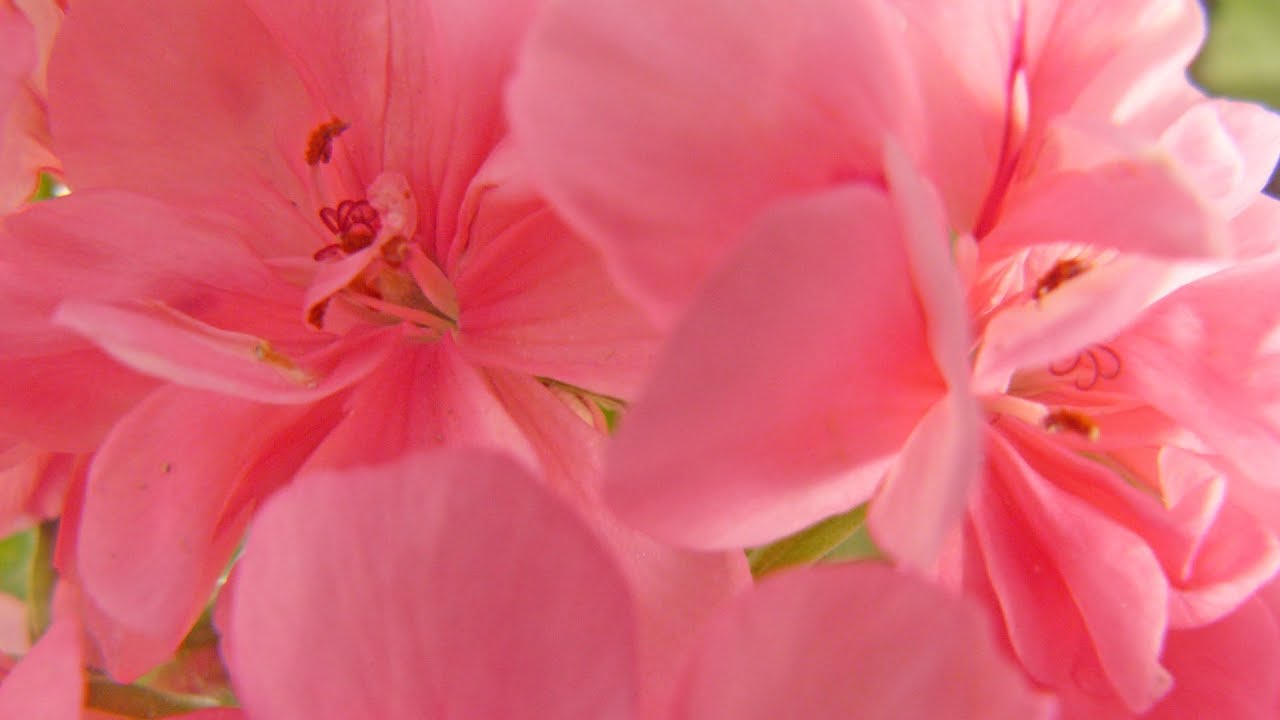 Flowers Instrumental💗Thinking of you🌺Siya music🍀