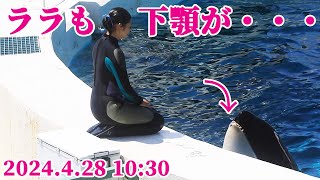 ララも下顎に怪我・・・　鴨川シーワールド シャチショー  シャチパフォーマンス KamogawaSeaWorld  orca killerwhale