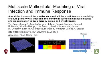 COVID-19 Infection, Immune Response, and Drug Therapy through Multiscale, Multicellular Simulation