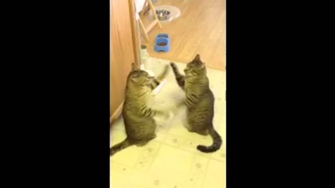 how to introduce 2 cats to each other youtube