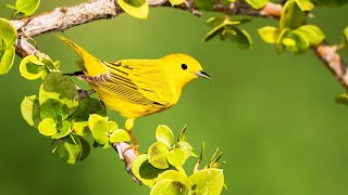 Morning Music For Positive Vibrations And Powerful Energy 🌞 Relaxing Music for Stress Relief🦜️