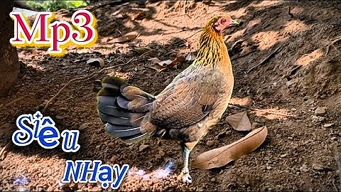 Tiếng gà mái rừng Kêu CHUẨN NHẤT 2025 ✔️✔️ || Poj qaib seev zoo dib tuaj zoo 💯%