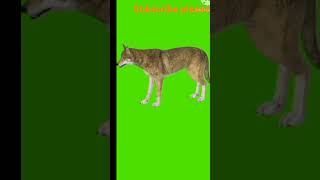 3D WOLF HOWLiNG GREEN SCREEN FREE //#short video# Bablu Rajawat