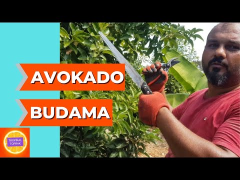 Video: Bir Avokado Ağacı Nasıl Budanır