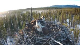 Muonio Osprey 11.5.2024_Vieras pari pesällä / A strange pair at the nest