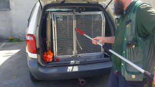 Safely moving an injured Coyote using a catch pole.