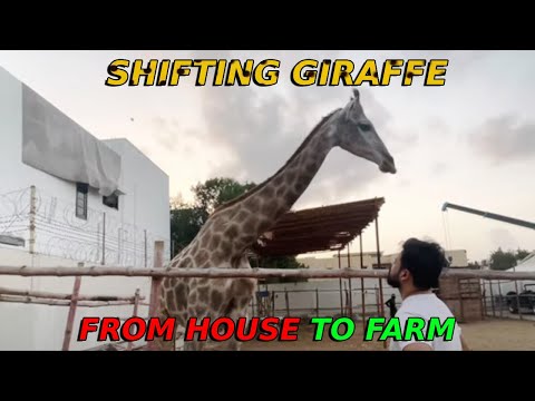 Shifting Giraffe From House to Farm | AZLAN SHAH | VLOG