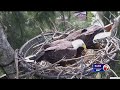 Zoo Miami launches a 24-hour live Bald Eagle webcam