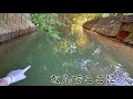 【場違い】田舎を流れる清流域にまさかの巨大外来生物が潜んでいた…