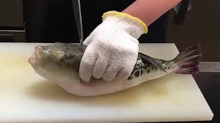 FUGU Fish : Filleting Most Poisonous FISH in the World