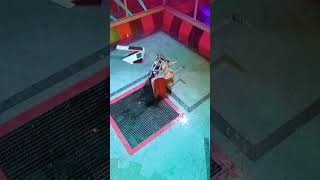 Apollo, a Robot Wars Legend