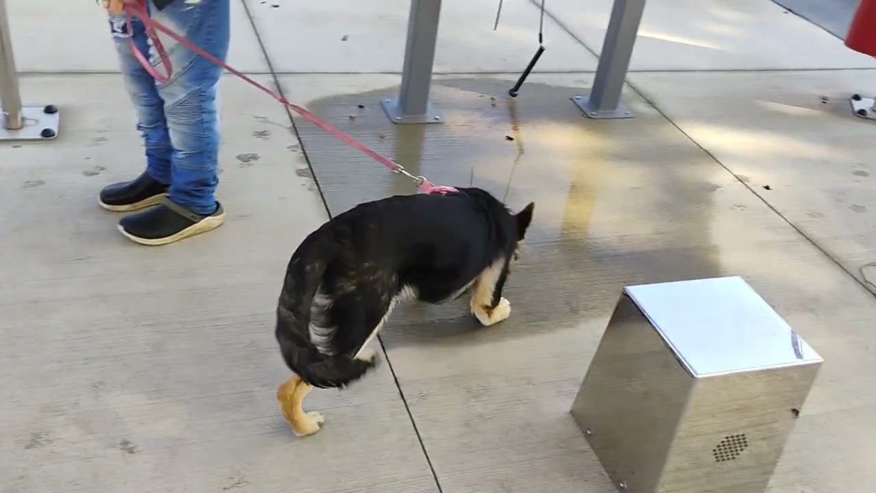 The German Shepherd howling with instruments